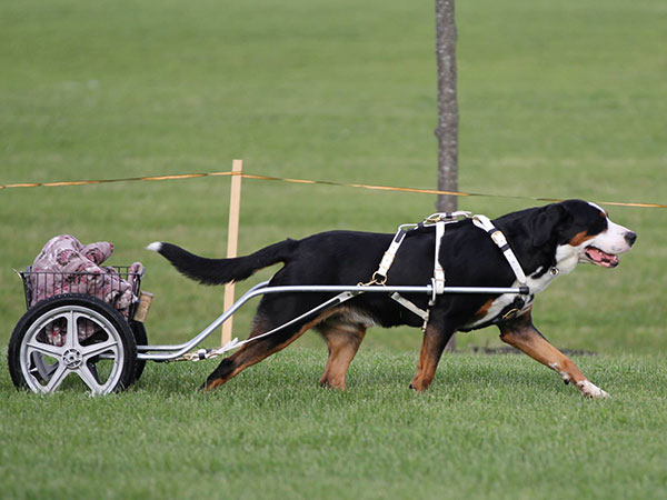 Swissy pulling cart
